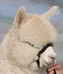 Gonzaga